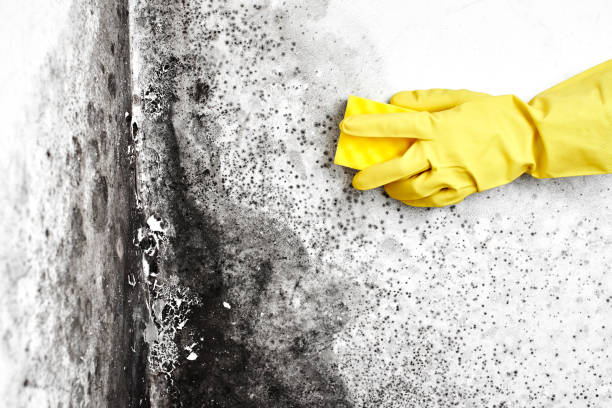 Best Local Mold Removal Service  in Stockton, CA