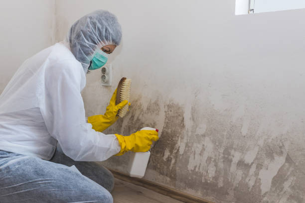 Reliable Stockton, CA Mold Removal Solutions