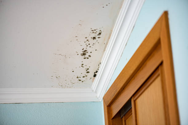 Best Mold Damage Repair  in Stockton, CA