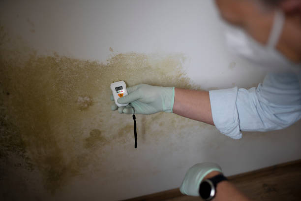 Best Toxic Mold Removal  in Stockton, CA