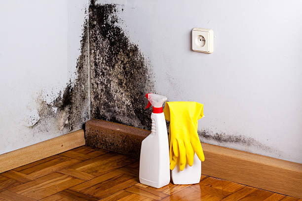 Best Black Mold Removal  in Stockton, CA