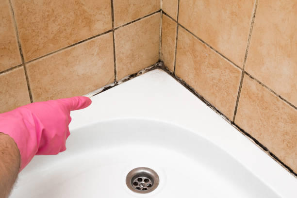 Mold Removal and Inspection in Stockton, CA